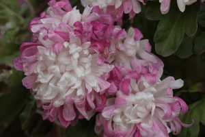 CHRYSANTHEMUM-24 (31)